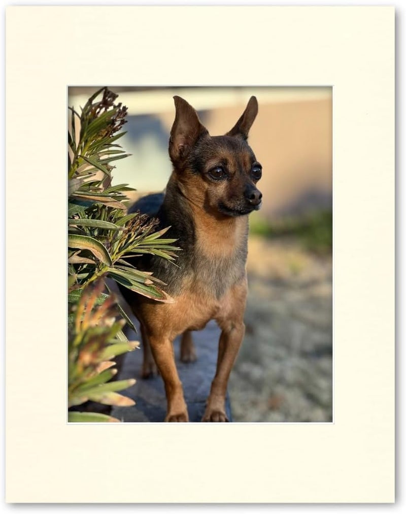 Allworld Framing 11x14 Matting for 8x10 Photograph or Artwork 4-Ply Bevel Cut Acid Free Matboard for picture framing (Antique White) - Image 2